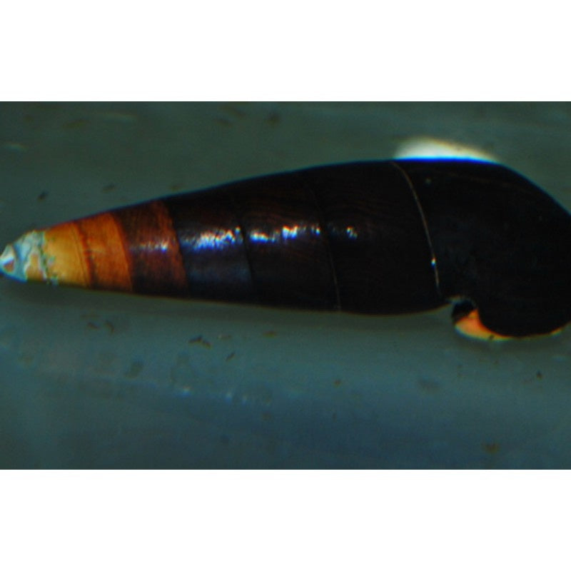 Weißspitzen Turmdeckelschnecke - Faunus sp. bicolor