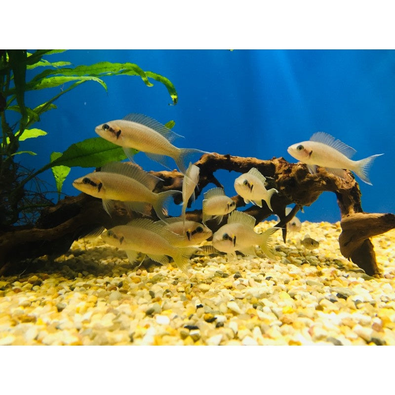 Prinzessin von Burundi - Lamprologus brichardi