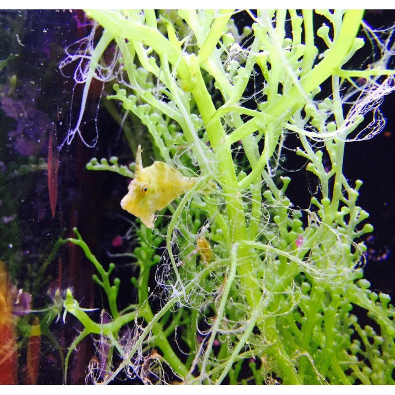 Seegras Feilenfisch - Acreichthys tomentosus