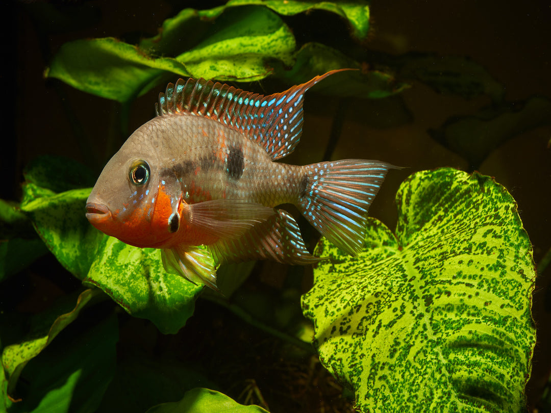 Feuermaulbuntbarsch- Thorichthys meeki "Rio Candelaria"