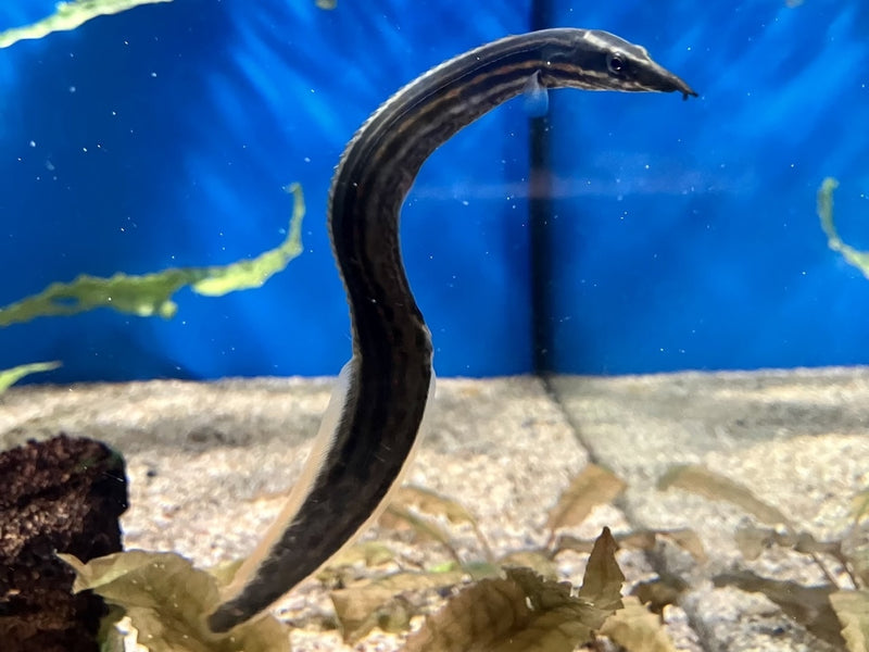 Feuerstachelaal- Mastacembelus erythrotaenia