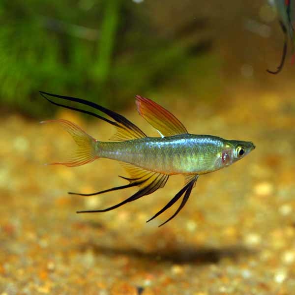 Filigran Regenbogenfisch - Iriatherina werneri