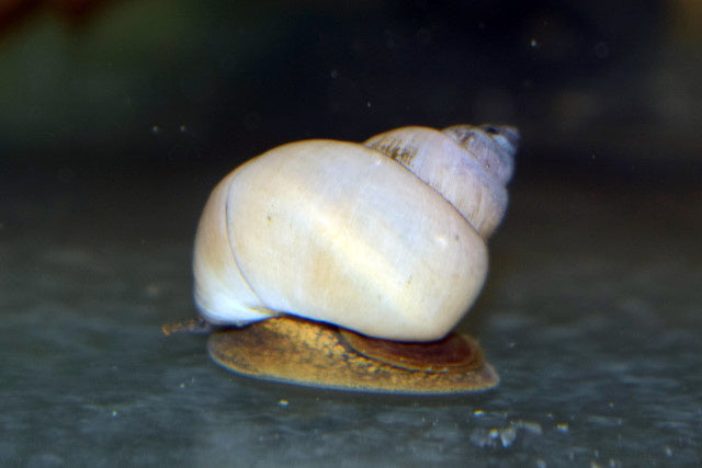 Weiße Fluss Schnecke - Filopaludina martensi