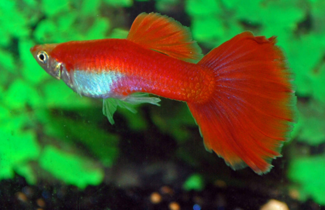 Guppy - Poecilia reticulata "Flamingo rot"