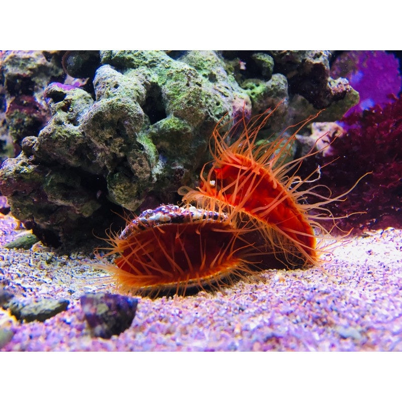 Flammenmuschel - Ctenoides scaber