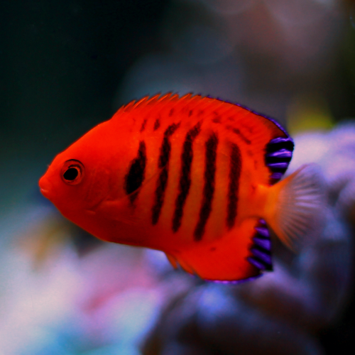 Flammen Zwergkaiserfisch - Centropyge loricula