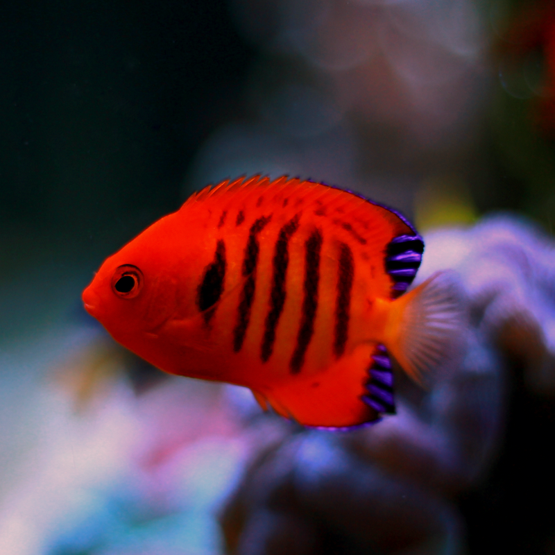 Flammen Zwergkaiserfisch - Centropyge loricula  PAAR