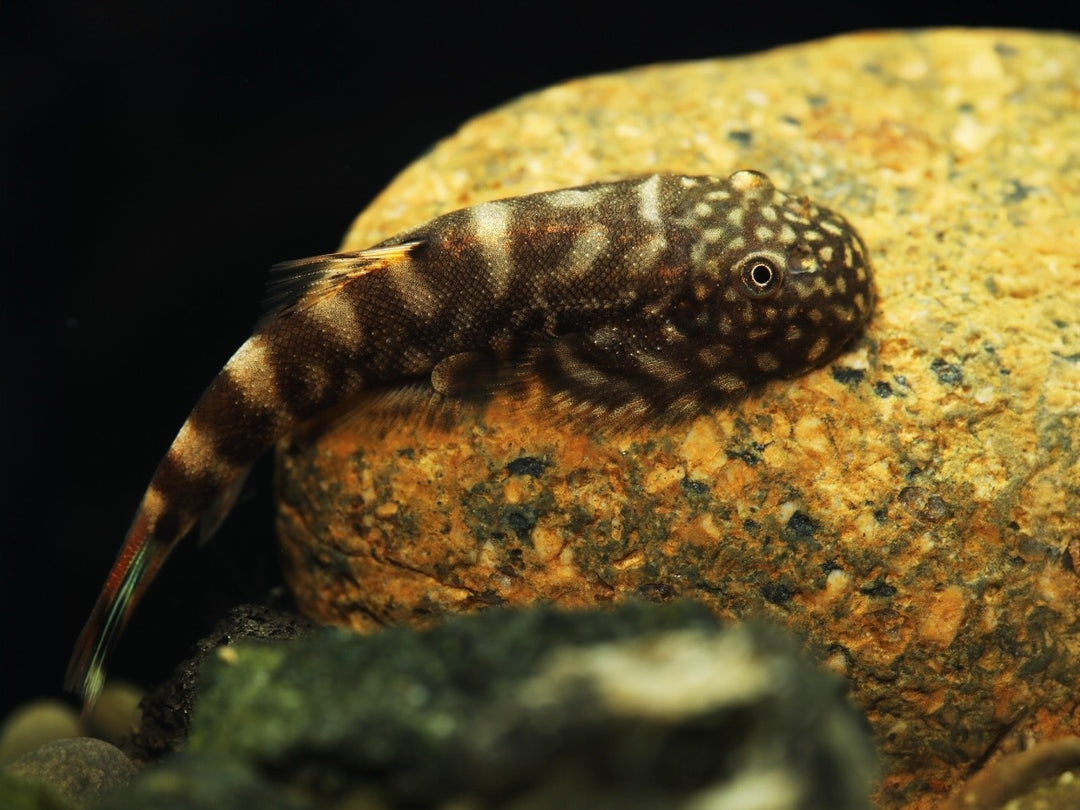 Flossensauger - Gastromyzon sp. Blue Zebra