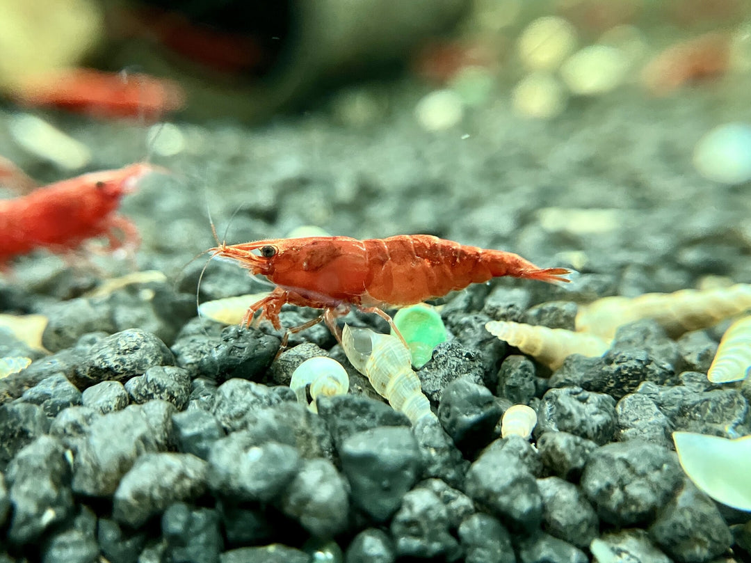 Zwerggarnele - Neocaridina davidi "Red Cherry"