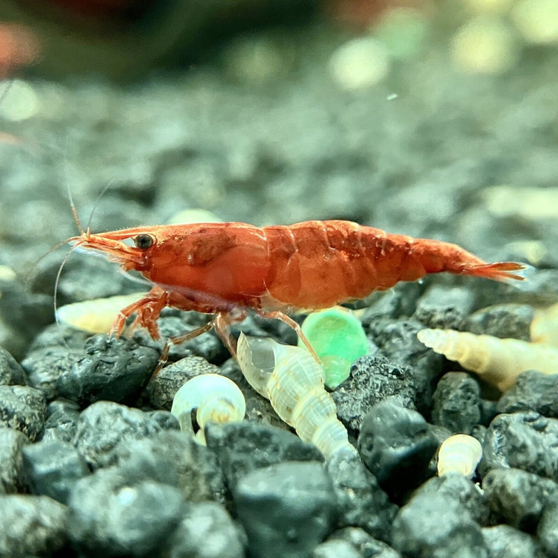 Zwerggarnele - Neocaridina davidi "Red Cherry"