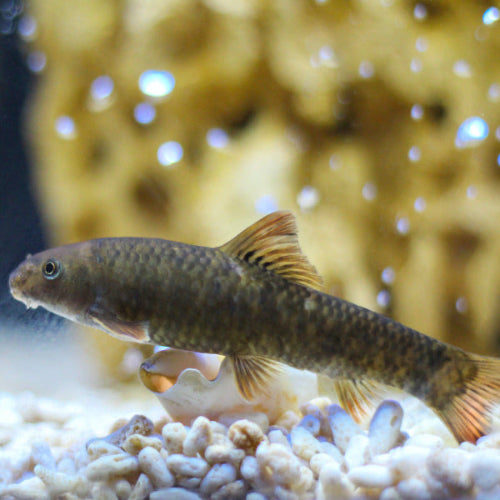Knabberfisch - Garra rufa
