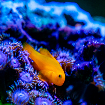 Gelbe Korallengrundel - Gobiodon okinawae