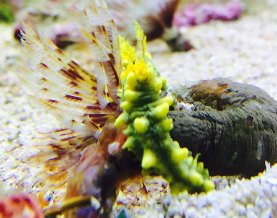Gelbe Seegurke - Colochirus robustus
