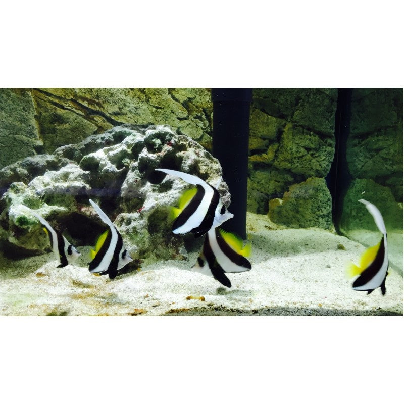 Gemeiner Wimpelfisch