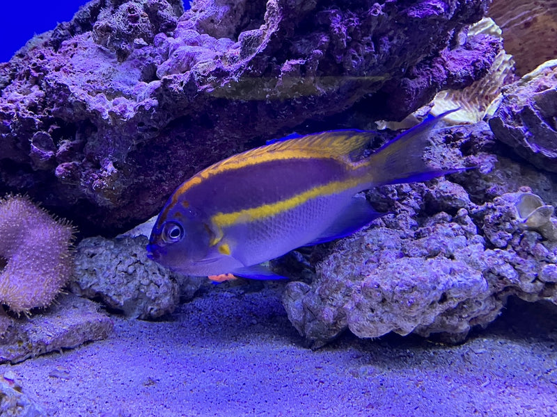 Pracht Lyrakaiserfisch PAAR