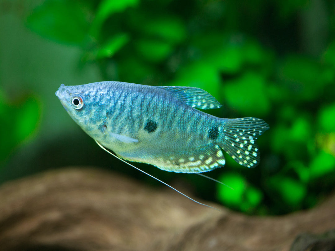 Gepunkteter Fadenfisch - Trichopodus trichopterus