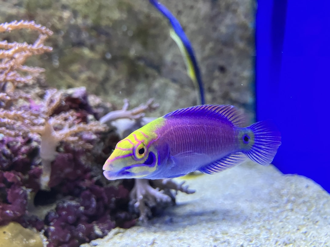 Geringelter Zwerglippfisch - Pseudocheilinus ocellatus
