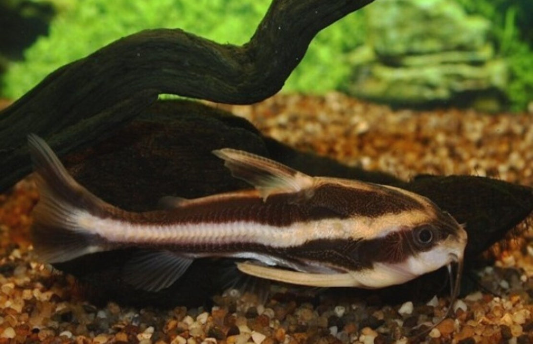 Gestreifter Dornwels - Platydoras costatus