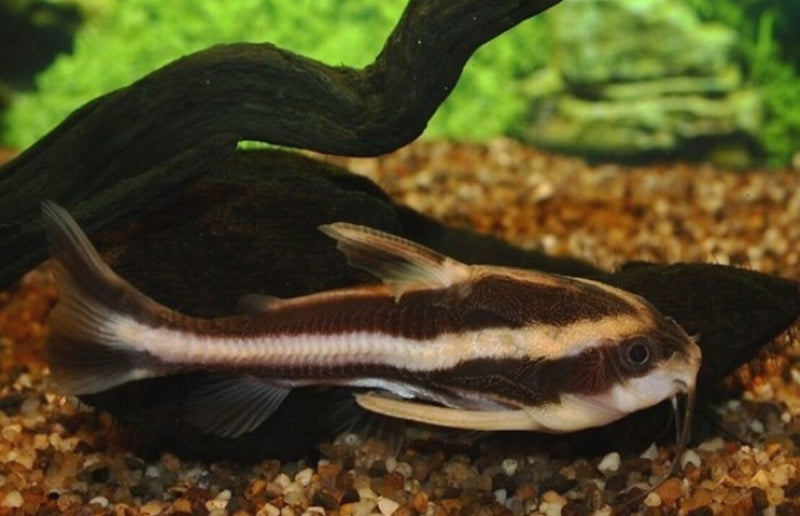 Gestreifter Dornwels - Platydoras costatus