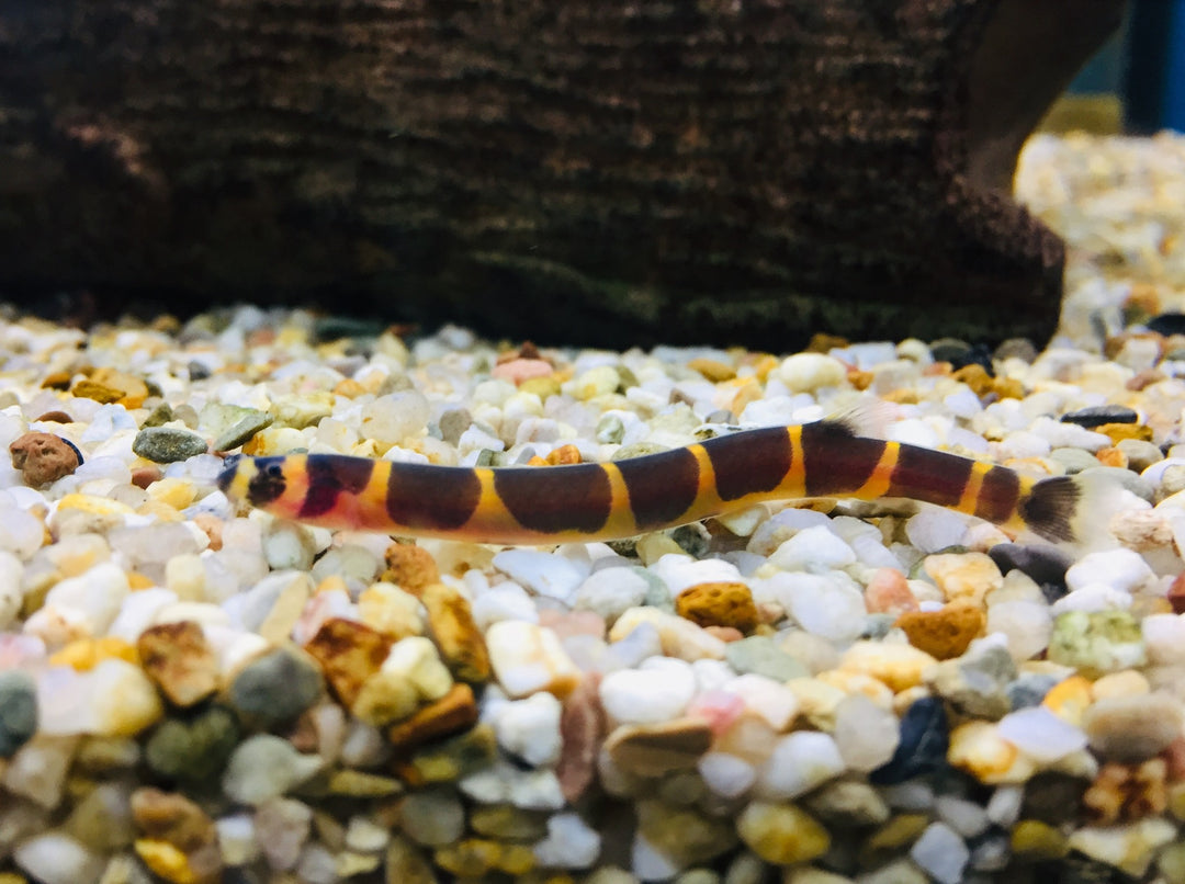 Geflecktes Dornauge - Pangio kuhlii