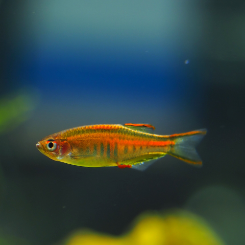 Glühlichtbärbling - Danio Choprae