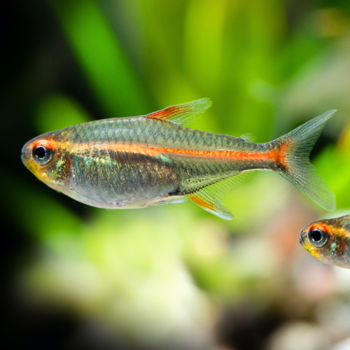 Glühlichtsalmler - Hemigrammus erythrozonus