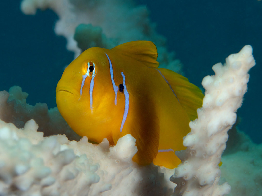 Zitronengrundel - Gobiodon citrinus