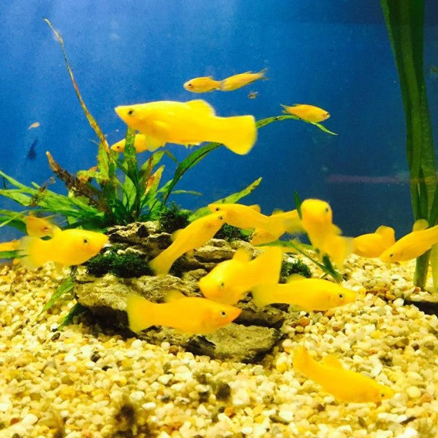 Molly - Poecilia sphenops "Goldstaub"