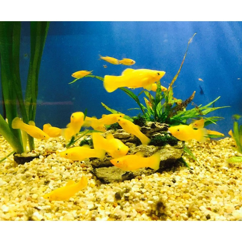Molly - Poecilia sphenops "Goldstaub"