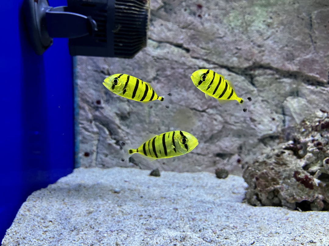 Gold Makrele - Gnathanodon speciosus