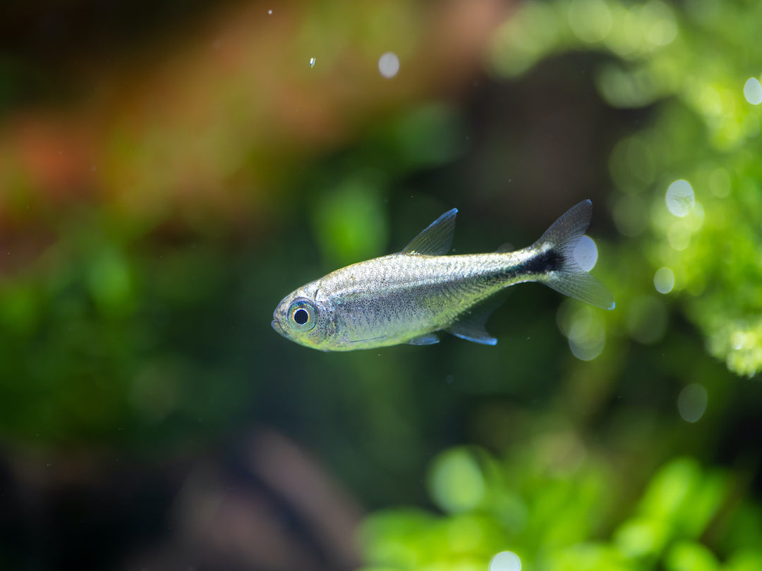 Gold Tetra - Hemigrammus rodwayi