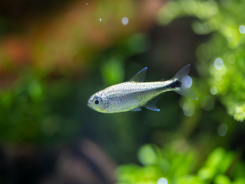Gold Tetra - Hemigrammus rodwayi