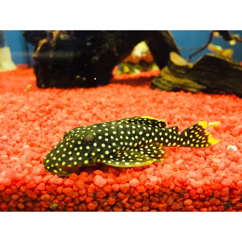 Golden Nugget L18 - Baryancistrus xanthellus