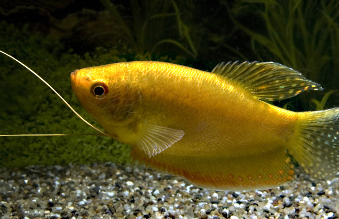 Goldfadenfisch - Trichopodus trichopterus