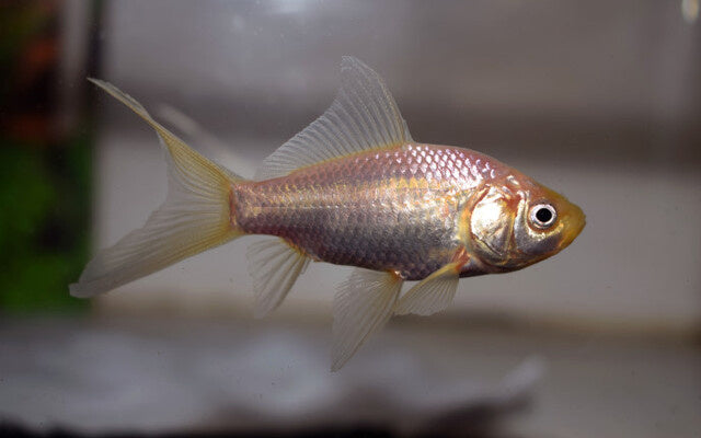 Goldfisch  - Carassius auratus "Comet/weiss"
