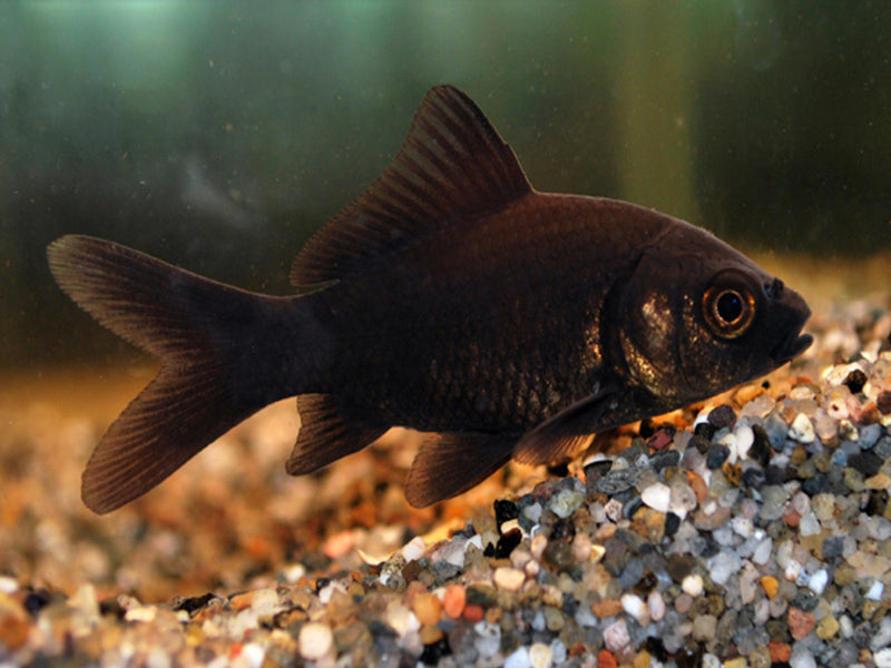 Goldfisch  - Carassius auratus "Comet/schwarz"