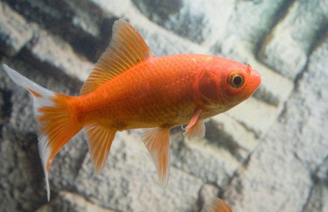 Goldfisch  - Carassius auratus "Comet"