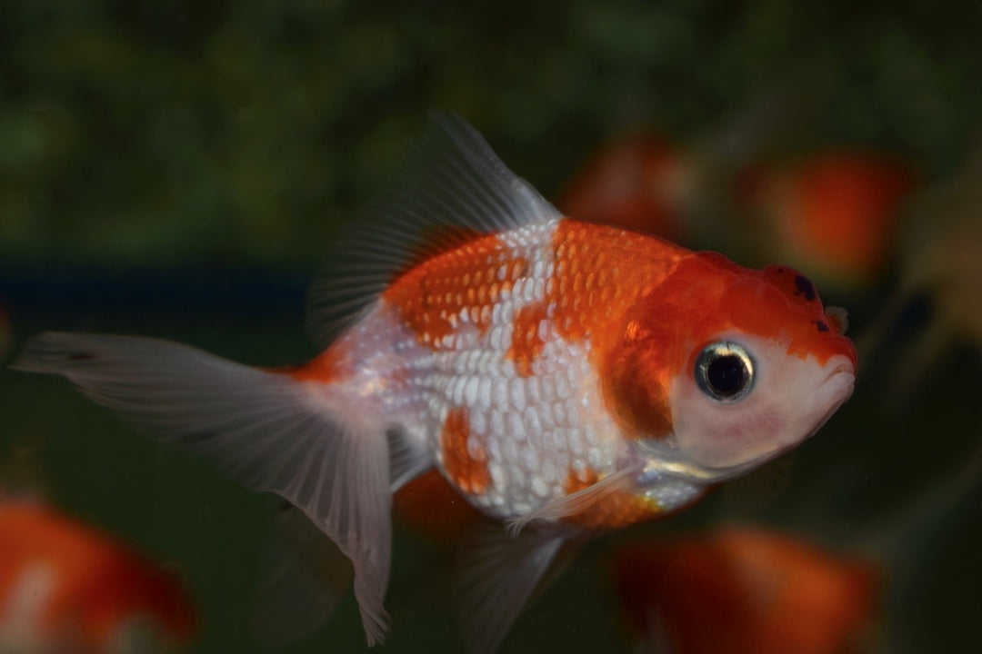 Goldfisch Pearlscale schleier