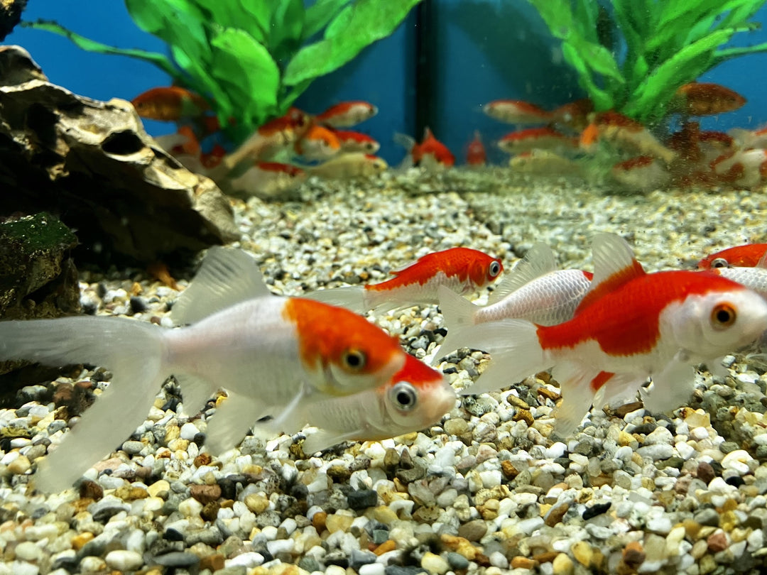 Goldfisch  - Carassius auratus "Sarasa"