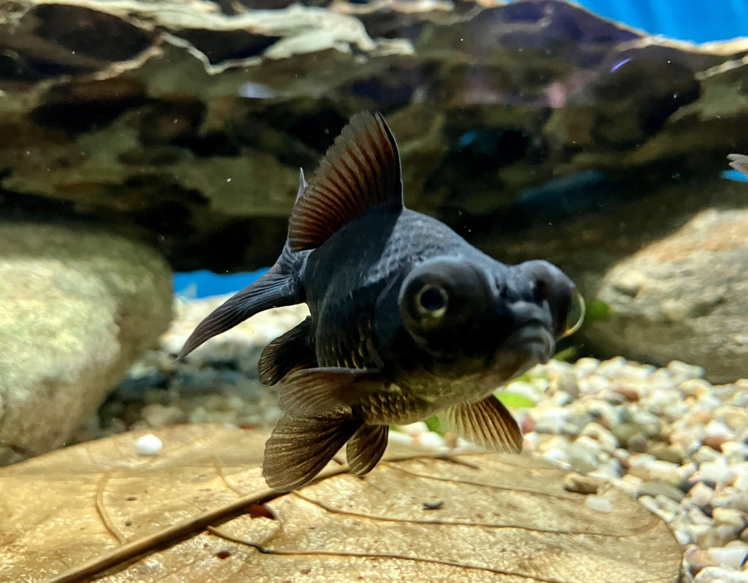 Schleierschwanz - Carassius auratus "Teleskop/schwarz"