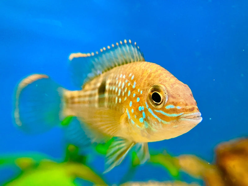Goldsaumbuntbarsch - Aequidens rivulatus