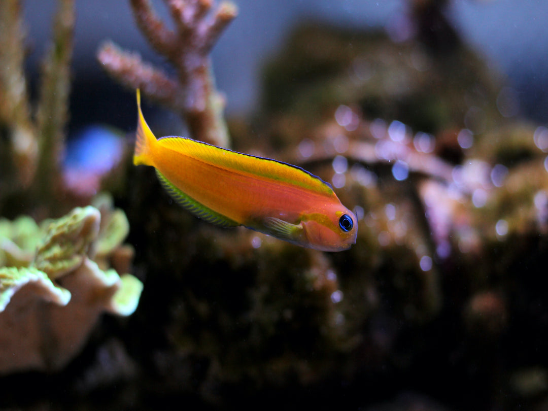 Goldschleimfisch - Ecsenius midas