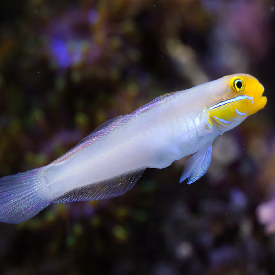 Goldstirn Sandgrundel - Valenciennea strigata