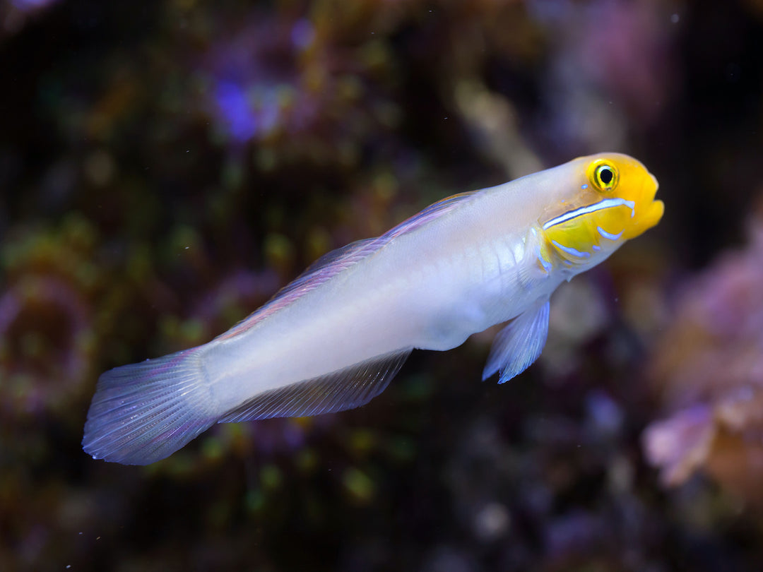 Goldstirn Sandgrundel - Valenciennea strigata PAAR