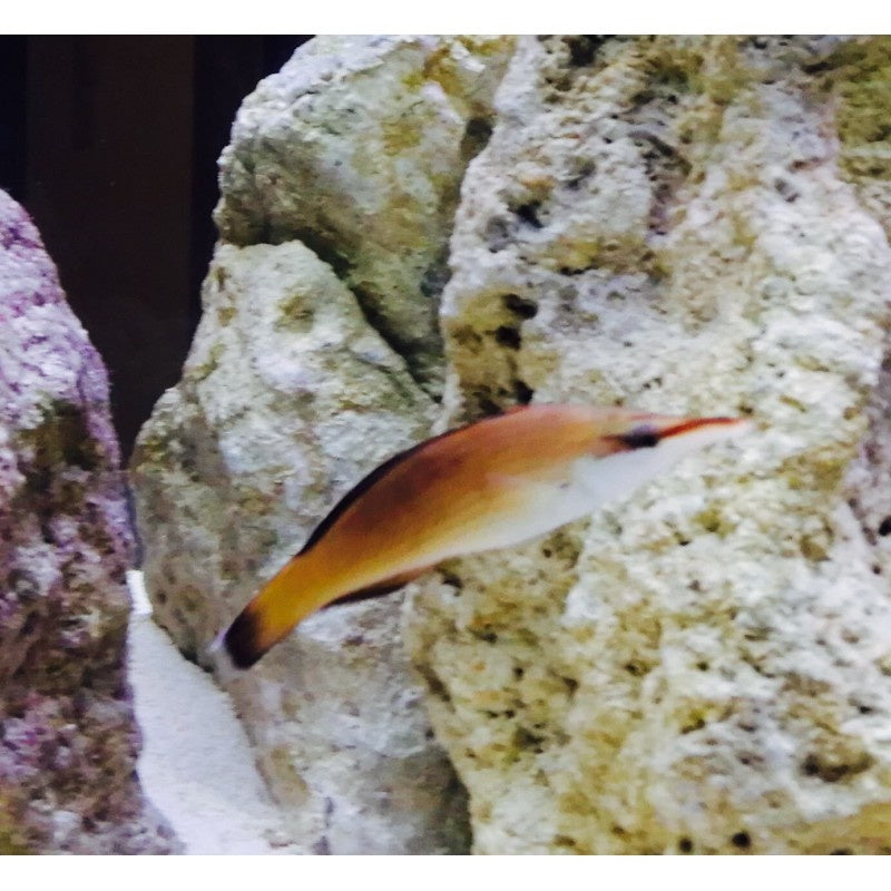 Blauer Vogel Lippfisch