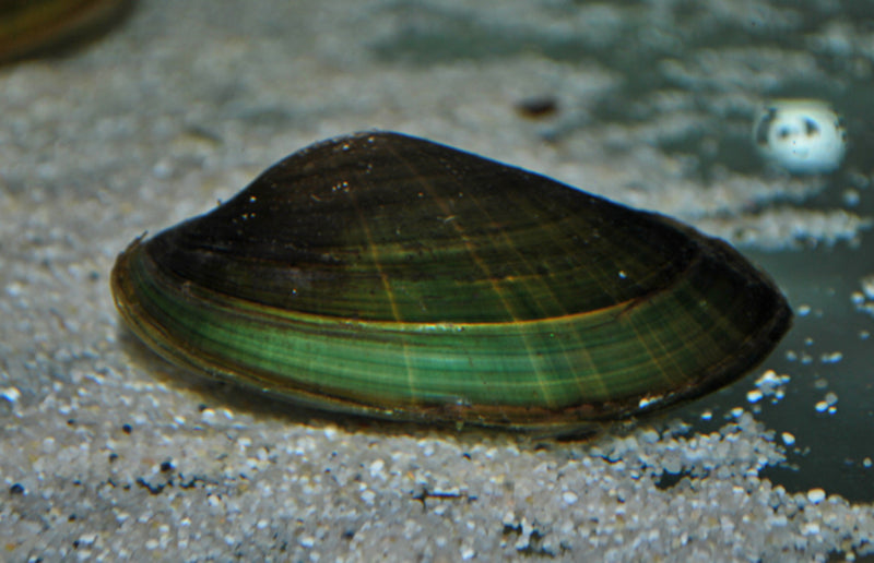 Grüne Muschel - Anodonta sp.