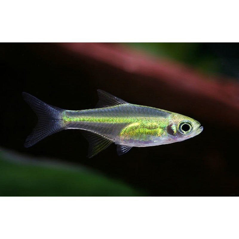 Grüner Zwergrasbora - Microdevario kubotai