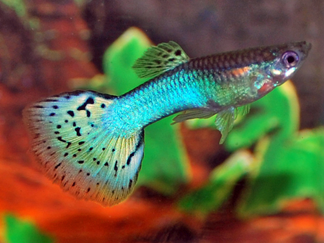 Guppy Männchen - Poecilia reticulata "Blue Grass"