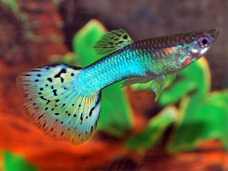 Guppy Männchen - Poecilia reticulata "Blue Grass"