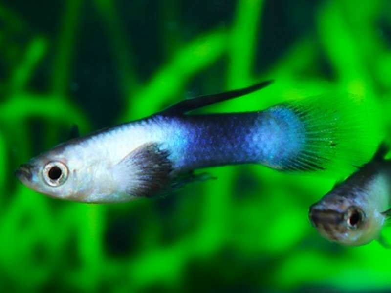 Guppy Männchen - Poecilia reticulata "Blue Panda"